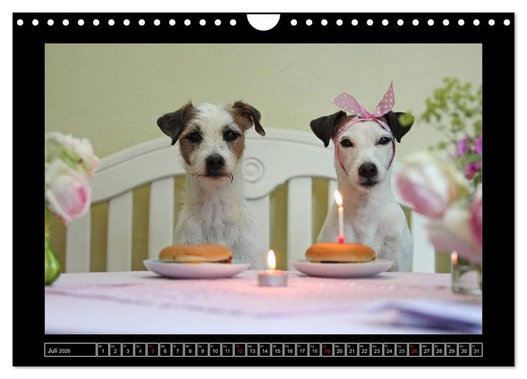 Produktbild: Parson Russell Terrier (Wandkalender 2026 DIN A4 quer), CALVENDO Monatskalender