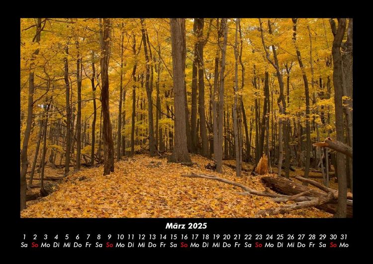 Produktbild: B&auml;ume 2025 Fotokalender DIN A3
