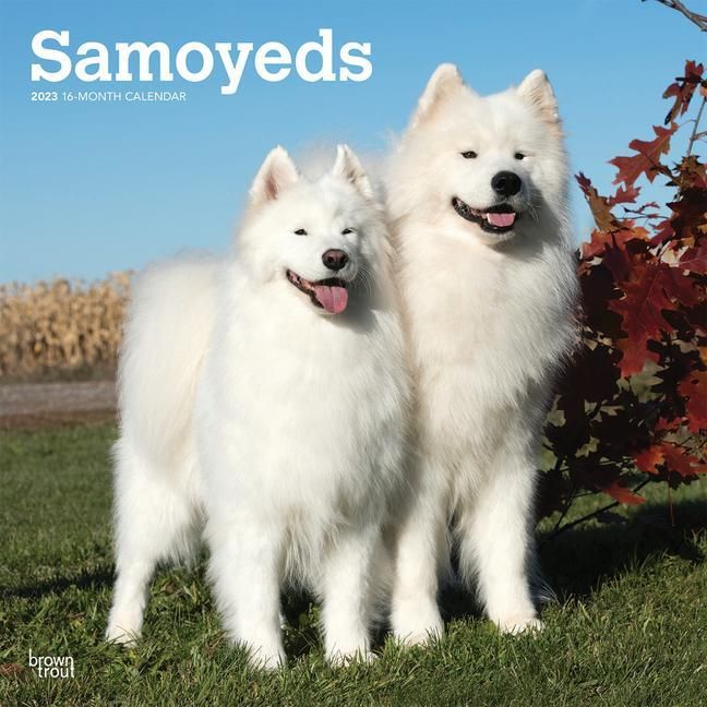 Produktbild: Samoyeds 2023 Square