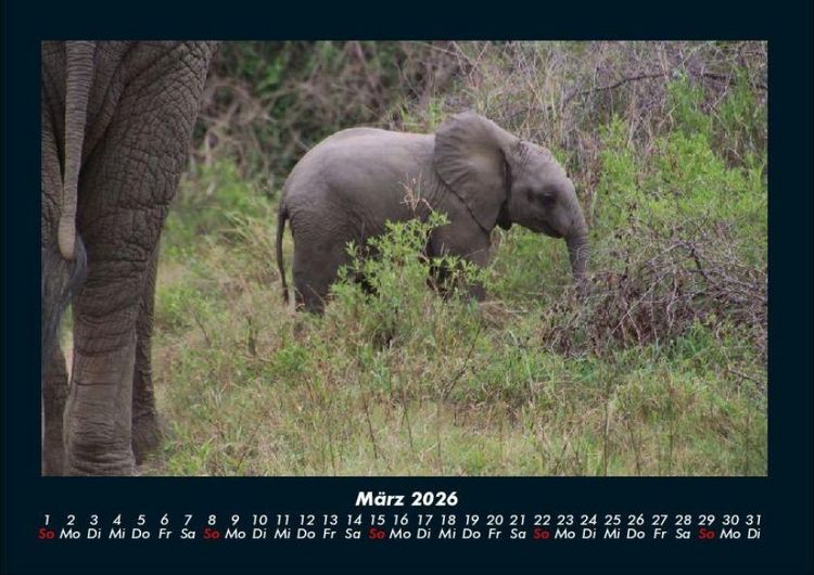 Produktbild: Elefanten - Die sanften Riesen Afrikas 2026 Fotokalender DIN A4