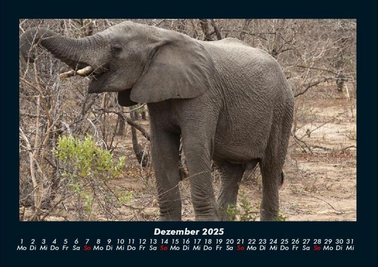 Produktbild: Der Elefantenkalender 2025 Fotokalender DIN A4