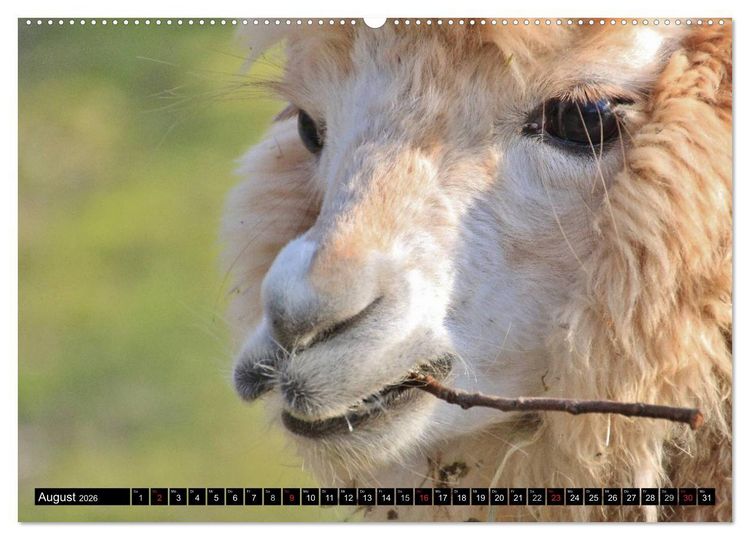Produktbild: Alpakas und Lamas (Wandkalender 2026 DIN A2 quer), CALVENDO Monatskalender