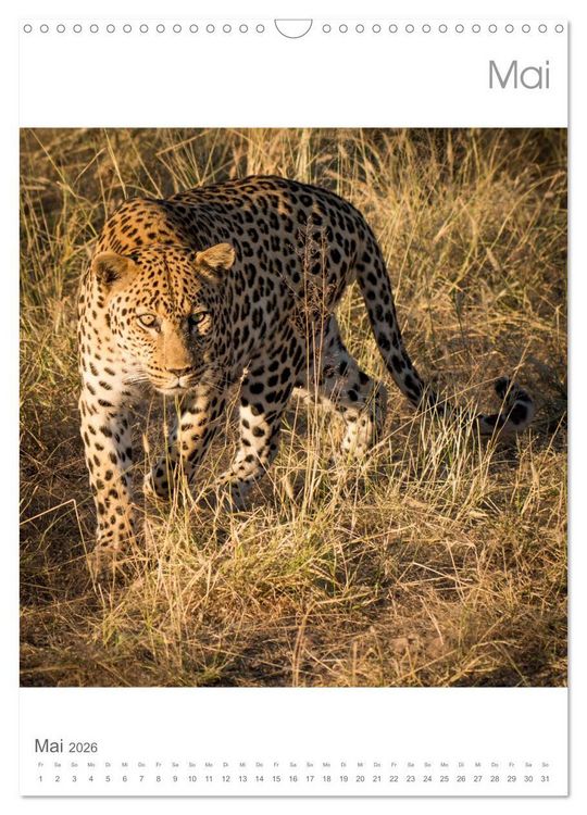 Produktbild: BIG CATS - Namibias Raubkatzen (Wandkalender 2026 DIN A3 hoch), CALVENDO Monatskalender