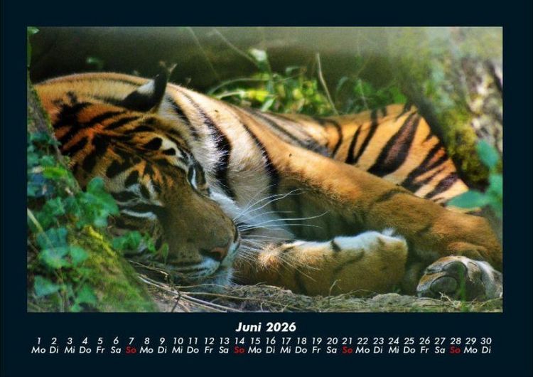 Produktbild: Tiger 2026 Fotokalender DIN A4