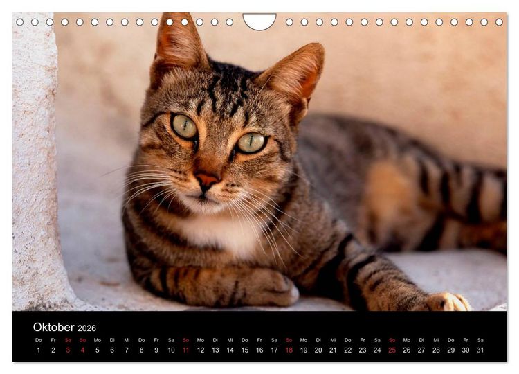 Produktbild: Katzen (Wandkalender 2026 DIN A4 quer), CALVENDO Monatskalender
