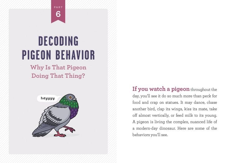 Produktbild: A Pocket Guide to Pigeon Watching