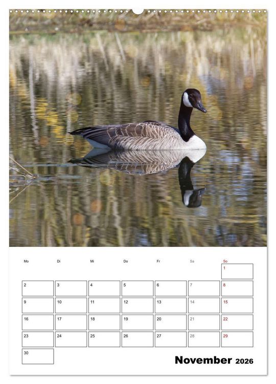 Produktbild: G&auml;nse, geliebte Wasserv&ouml;gel (Wandkalender 2026 DIN A2 hoch), CALVENDO Monatskalender
