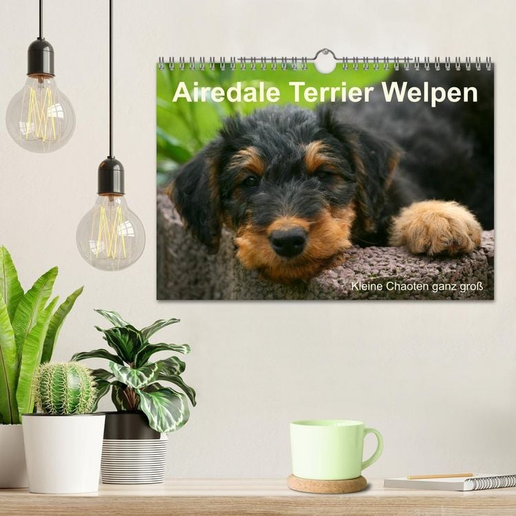 Produktbild: Airedale Terrier Welpen (Wandkalender 2026 DIN A4 quer), CALVENDO Monatskalender