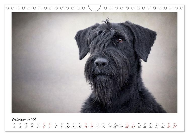 Produktbild: Riesenschnauzer - Herz auf vier Pfoten (Wandkalender 2027 DIN A4 quer), CALVENDO Monatskalender
