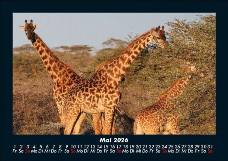 Produktbild: Giraffen 2026 Fotokalender DIN A5