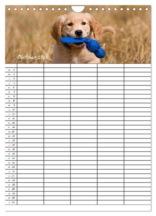 Produktbild: Familienplaner: Golden Retriever Welpen (Wandkalender 2026 DIN A4 hoch), CALVENDO Monatskalender