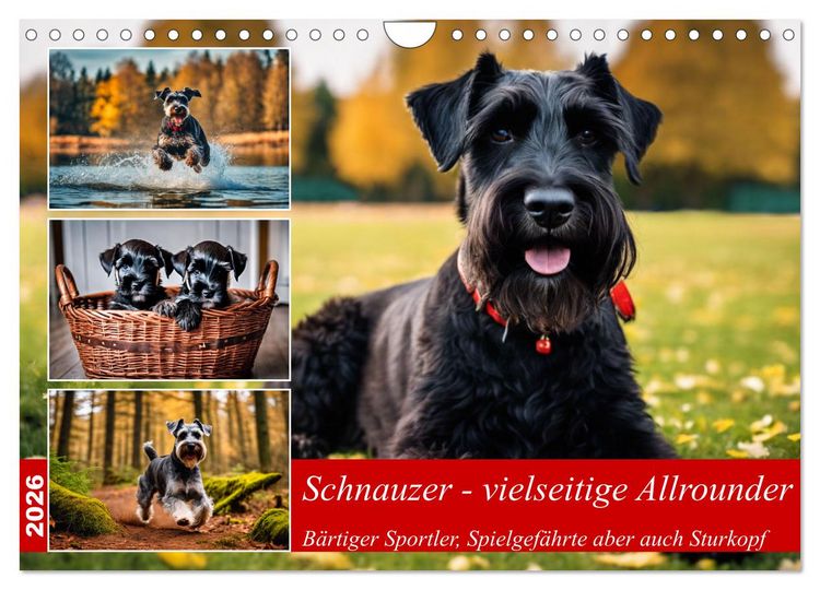 Produktbild: Schnauzer - vielseitige Allrounder (Wandkalender 2026 DIN A4 quer), CALVENDO Monatskalender