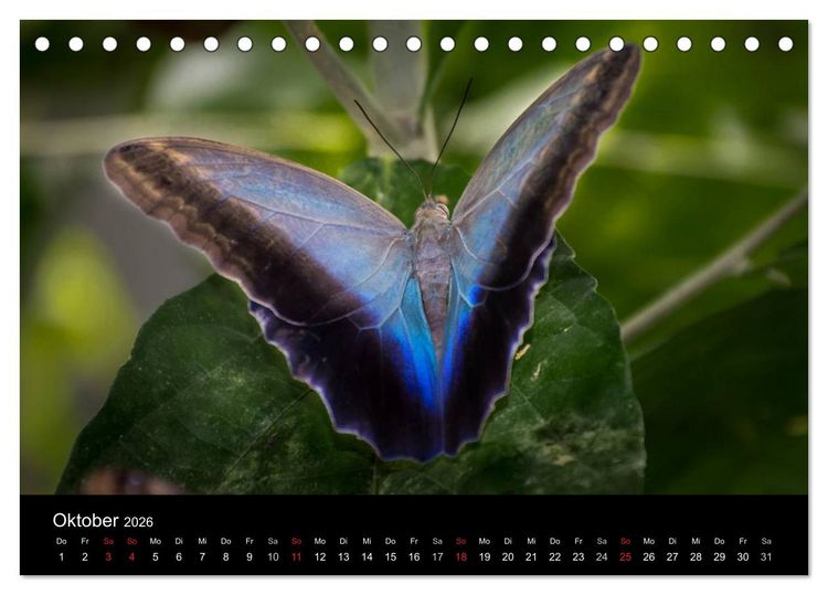 Produktbild: Costa Rica. Faszinierende Tierwelt (Tischkalender 2026 DIN A5 quer), CALVENDO Monatskalender