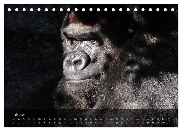 Produktbild: Gorillas. Friedliebende Kraftpakete (Tischkalender 2026 DIN A5 quer), CALVENDO Monatskalender