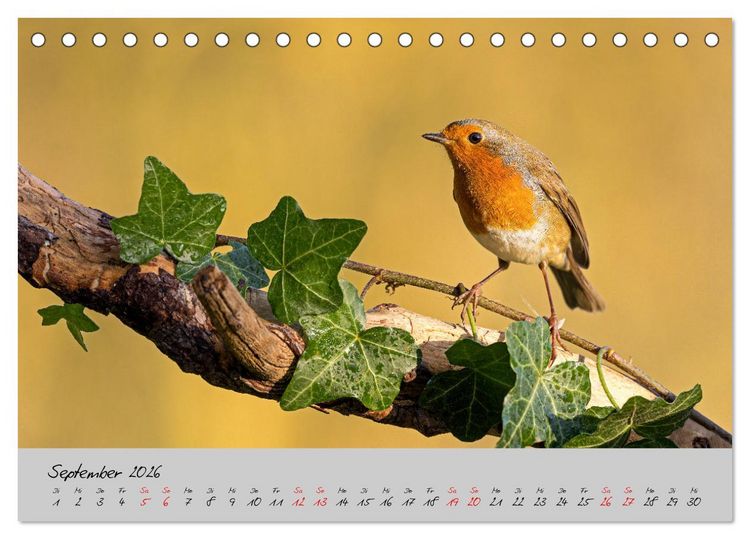 Produktbild: Bunte V&ouml;gel am Futterplatz (Tischkalender 2026 DIN A5 quer), CALVENDO Monatskalender