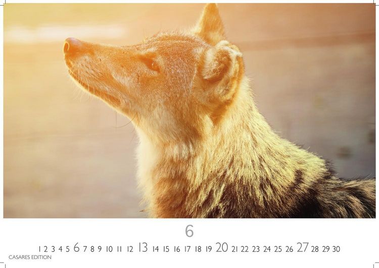 Produktbild: W&ouml;lfe Kalender 2027 &ndash; Wandkalender | Fotokalender Tierkalender 24x35cm - . mit faszinierenden Wolf-Motiven,