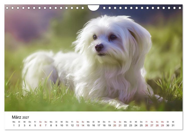 Produktbild: Kleine wei&szlig;e Wunder - ein Jahr mit Maltesern (Wandkalender 2027 DIN A4 quer), CALVENDO Monatskalender
