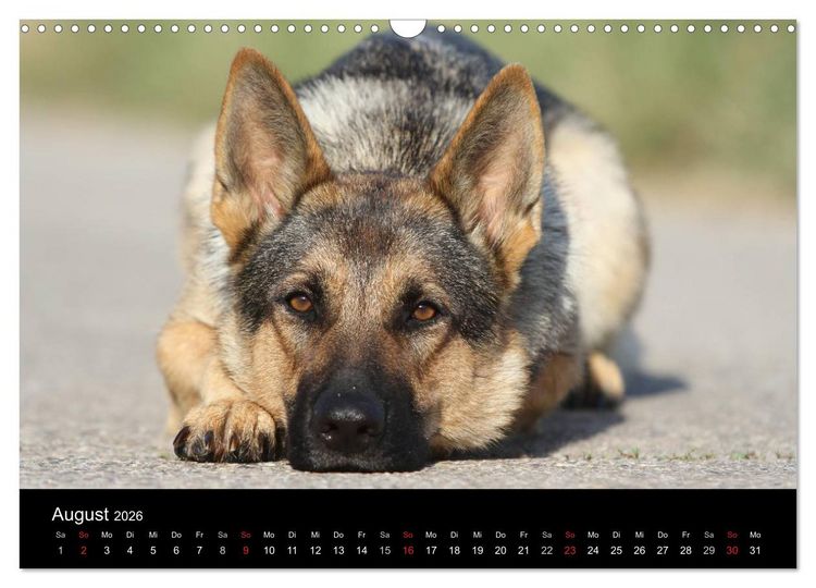 Produktbild: Mit dem Deutschen Sch&auml;ferhund durch's Jahr (Wandkalender 2026 DIN A3 quer), CALVENDO Monatskalender