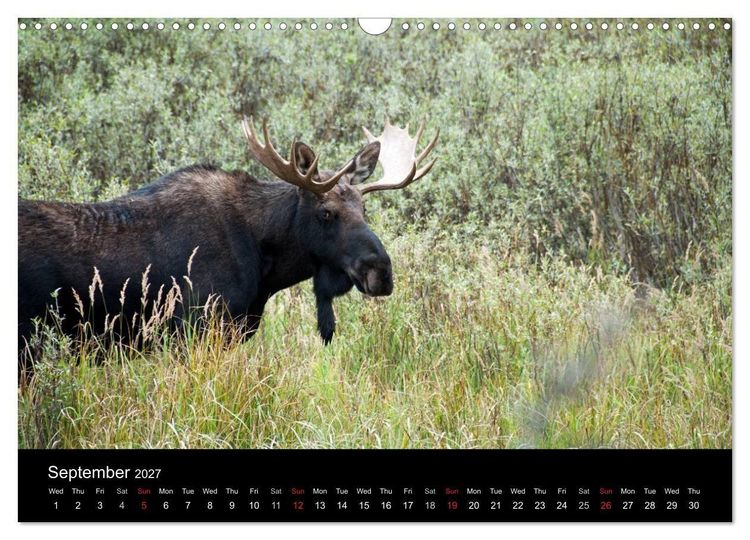 Produktbild: Beautiful Yellowstone and Grand Tetons National Parks (Wall Calendar 2027 DIN A3 landscape), CALVENDO 12 Month Wall Calendar
