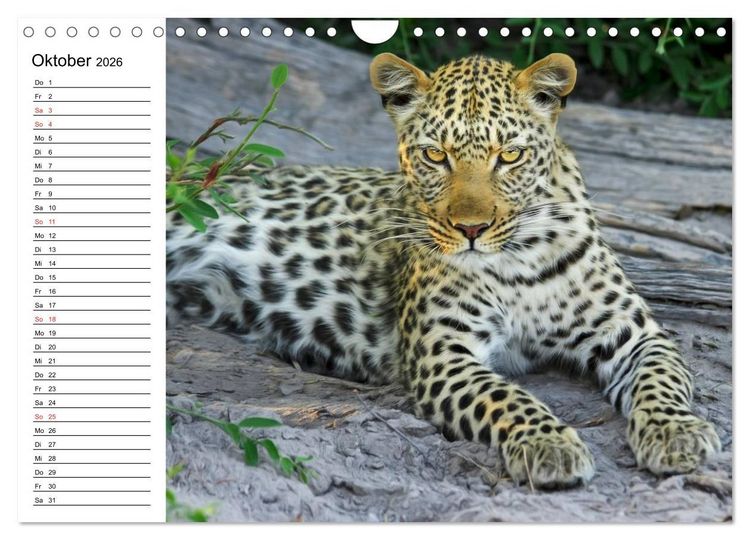 Produktbild: Leoparden. Elegante J&auml;ger (Wandkalender 2026 DIN A4 quer), CALVENDO Monatskalender