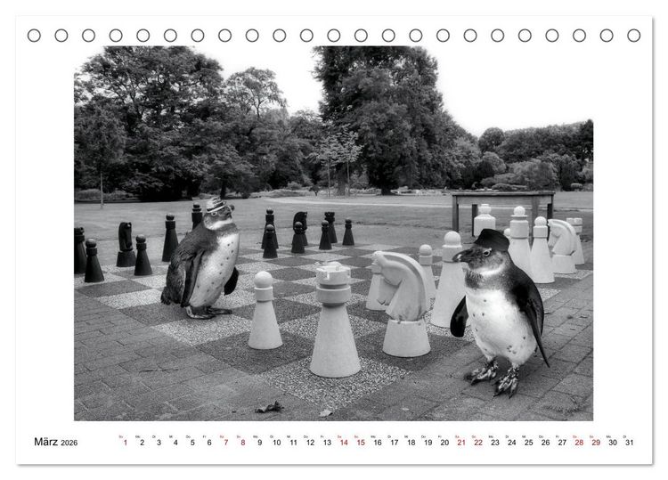 Produktbild: Pinguine privat (Tischkalender 2026 DIN A5 quer), CALVENDO Monatskalender