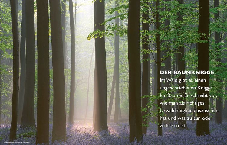 Produktbild: Das geheime Leben der B&auml;ume