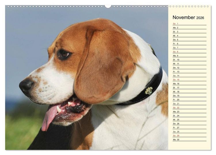 Produktbild: Beagle - Herz auf 4 Pfoten (Wandkalender 2026 DIN A2 quer), CALVENDO Monatskalender