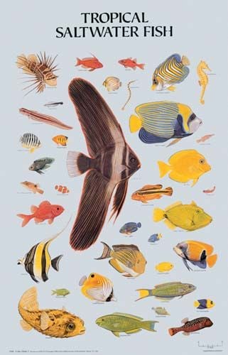 Produktbild: Tropical Saltwater Fish Poster