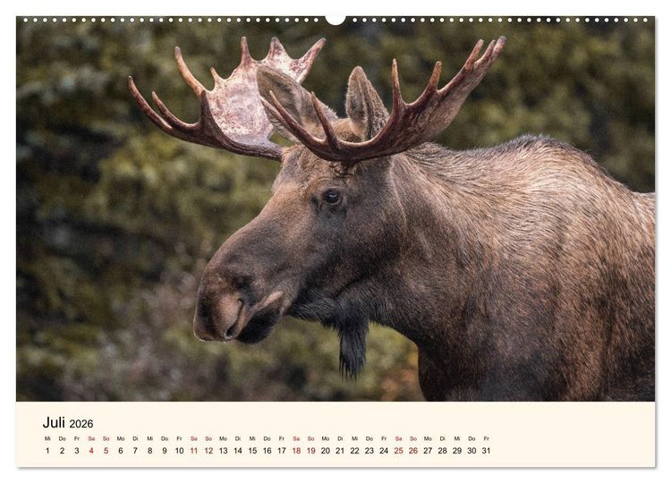Produktbild: Der Elch - K&ouml;nig des Nordens (hochwertiger Premium Wandkalender 2026 DIN A2 quer), Kunstdruck in Hochglanz