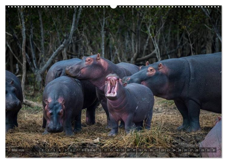 Produktbild: S&uuml;dafrika - Die Tierwelt (Wandkalender 2026 DIN A2 quer), CALVENDO Monatskalender