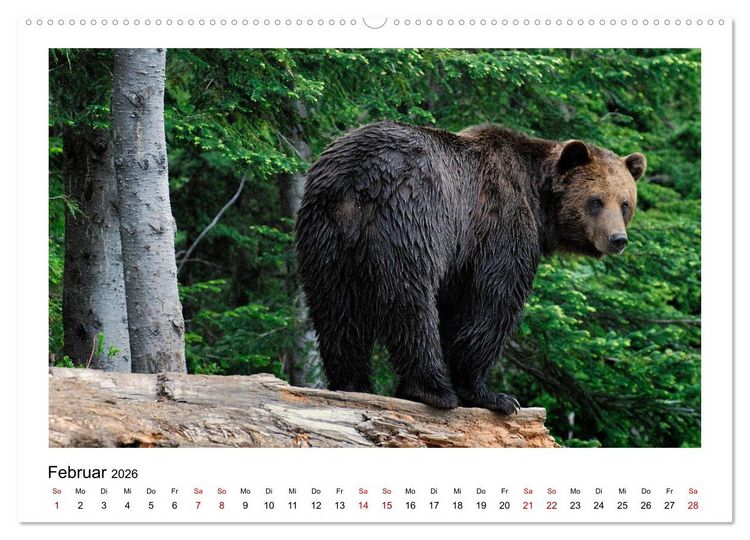 Produktbild: Braunb&auml;ren in Alaska (Wandkalender 2026 DIN A2 quer), CALVENDO Monatskalender