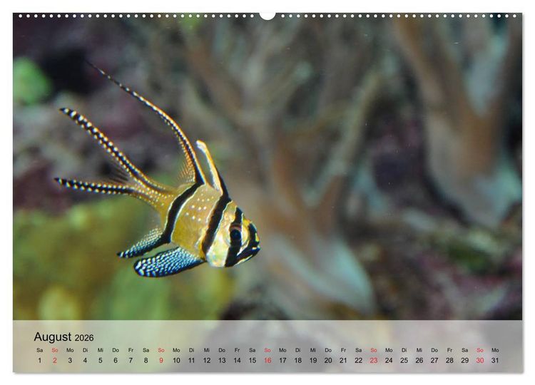 Produktbild: Knallbunte Wasserwelt. Die Welt der Fische (hochwertiger Premium Wandkalender 2026 DIN A2 quer), Kunstdruck in Hochglanz