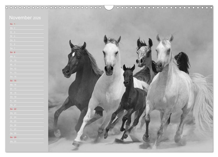 Produktbild: Arabische Pferde (Wandkalender 2026 DIN A3 quer), CALVENDO Monatskalender