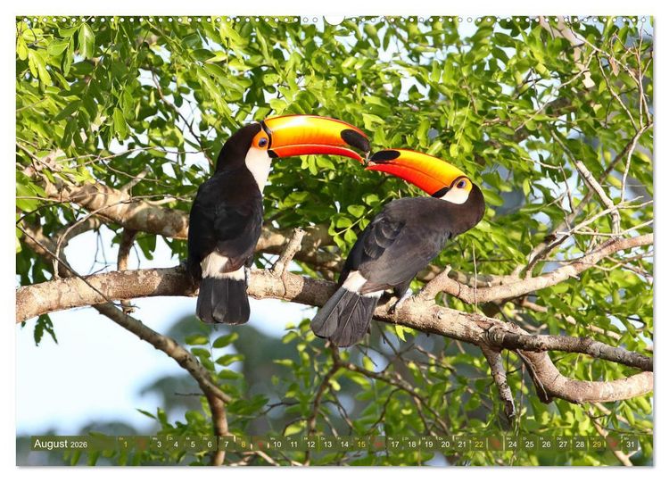 Produktbild: Tierparadies Pantanal (hochwertiger Premium Wandkalender 2026 DIN A2 quer), Kunstdruck in Hochglanz