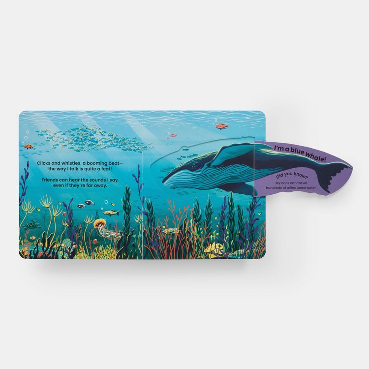 Produktbild: Who's Hiding Under the Sea?