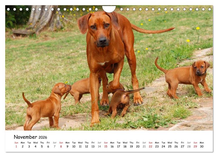 Produktbild: Rhodesian Ridgebacks (Wall Calendar 2026 DIN A4 landscape), CALVENDO 12 Month Wall Calendar