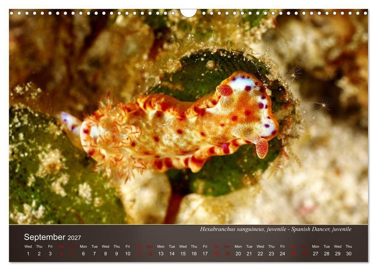 Produktbild: Nudibranchs on the ocean floor (Wall Calendar 2027 DIN A3 landscape), CALVENDO 12 Month Wall Calendar