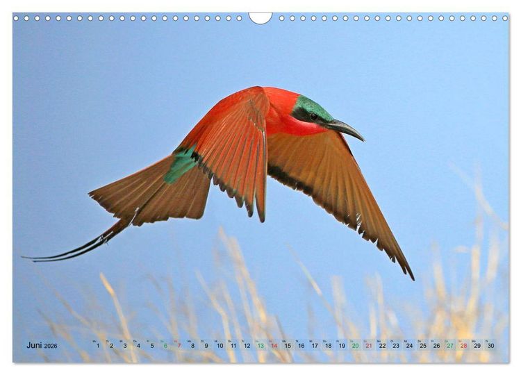 Produktbild: V&ouml;gel in Afrika - Magie der Farben (Wandkalender 2026 DIN A3 quer), CALVENDO Monatskalender