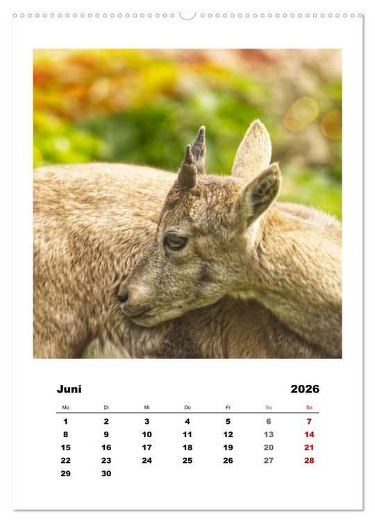 Produktbild: Alpen-Steinb&ouml;cke, imposante Horntr&auml;ger (Wandkalender 2026 DIN A2 hoch), CALVENDO Monatskalender