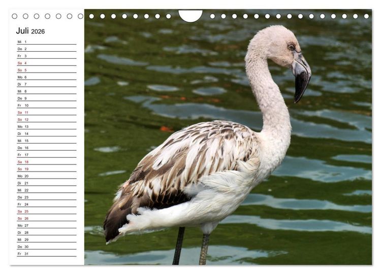 Produktbild: Elegante Flamingo (Wandkalender 2026 DIN A4 quer), CALVENDO Monatskalender