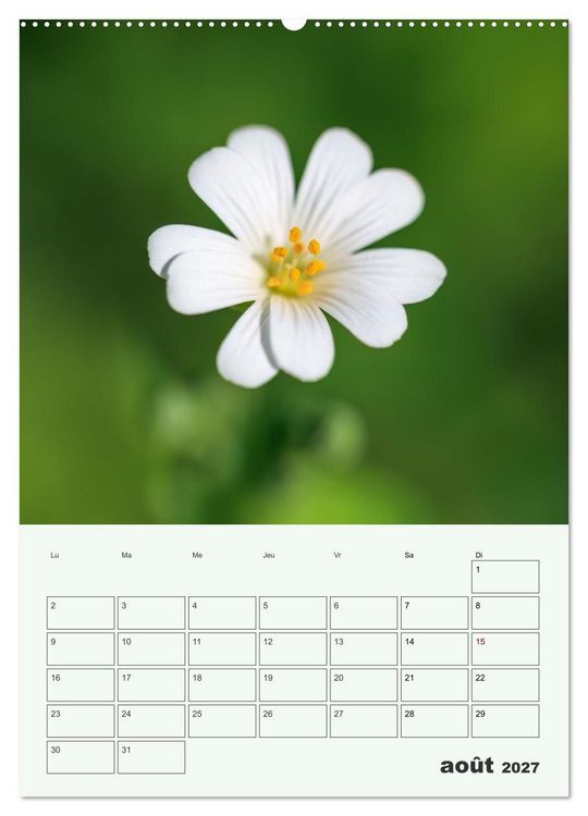 Produktbild: Fleurs en toute simplicit&eacute; - Beaut&eacute; minimaliste (Calendrier mural haut de gamme 2027 DIN A2 horizontal), CALVENDO calendrier mensuel