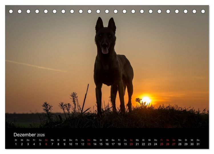 Produktbild: Belgische Sch&auml;ferhunde - Der Malinois im Licht (Tischkalender 2026 DIN A5 quer), CALVENDO Monatskalender