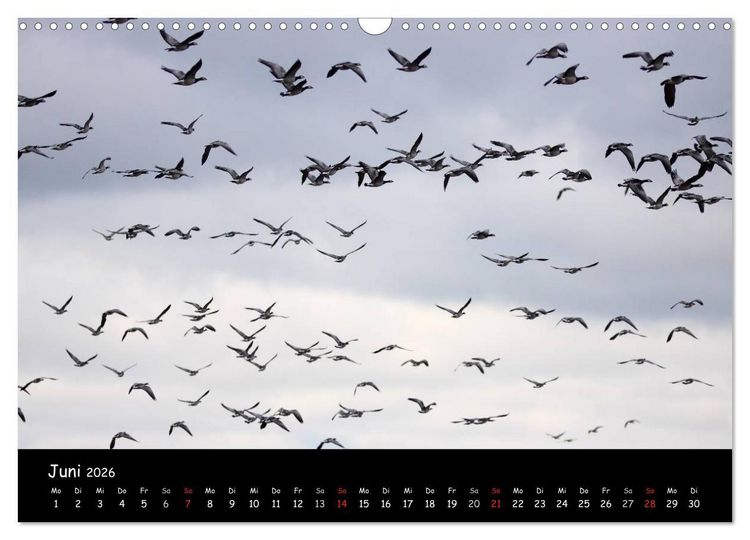 Produktbild: Schrei der Wildg&auml;nse (Wandkalender 2026 DIN A3 quer), CALVENDO Monatskalender
