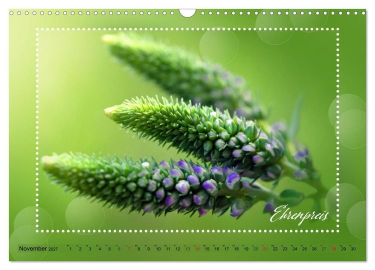 Produktbild: Bl&uuml;tenbouquet (Wandkalender 2027 DIN A3 quer), CALVENDO Monatskalender