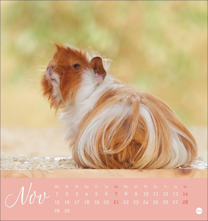 Produktbild: Kuschelige Meerschweinchen Postkartenkalender 2027