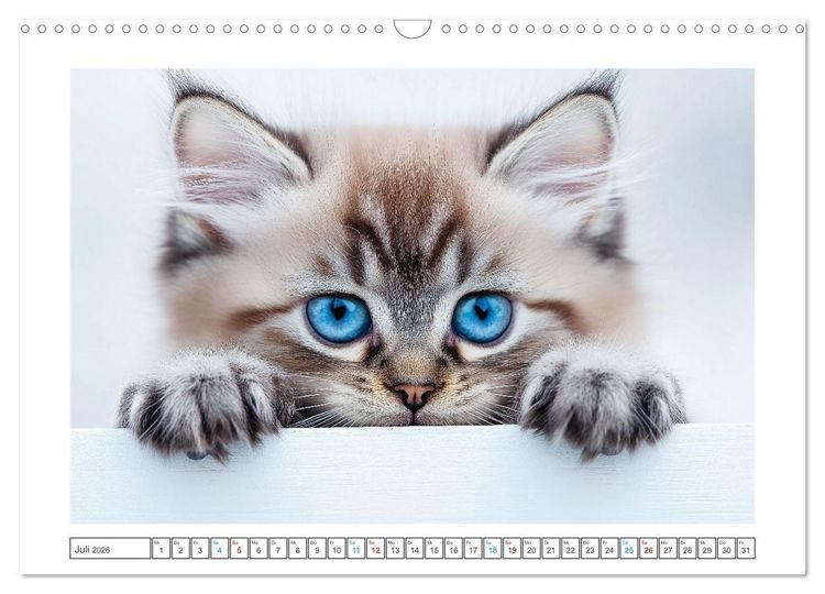 Produktbild: Samtpfoten-Sinfonie (Wandkalender 2026 DIN A3 quer), CALVENDO Monatskalender