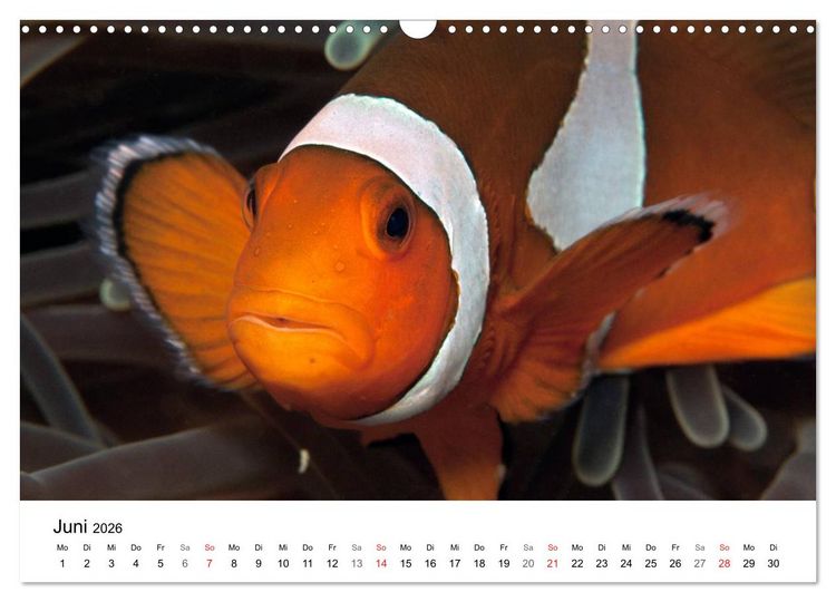 Produktbild: Highlights aus dem Meer - Tauchkalender (Wandkalender 2026 DIN A3 quer), CALVENDO Monatskalender