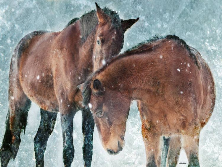 Produktbild: CALVENDO Puzzle Ein Motiv aus dem Kalender Pferde zum Tr&auml;umen | 1000 Teile Lege-Gr&ouml;&szlig;e 64x48cm Foto-Puzzle f&uuml;r gl&uuml;ckliche Stunden