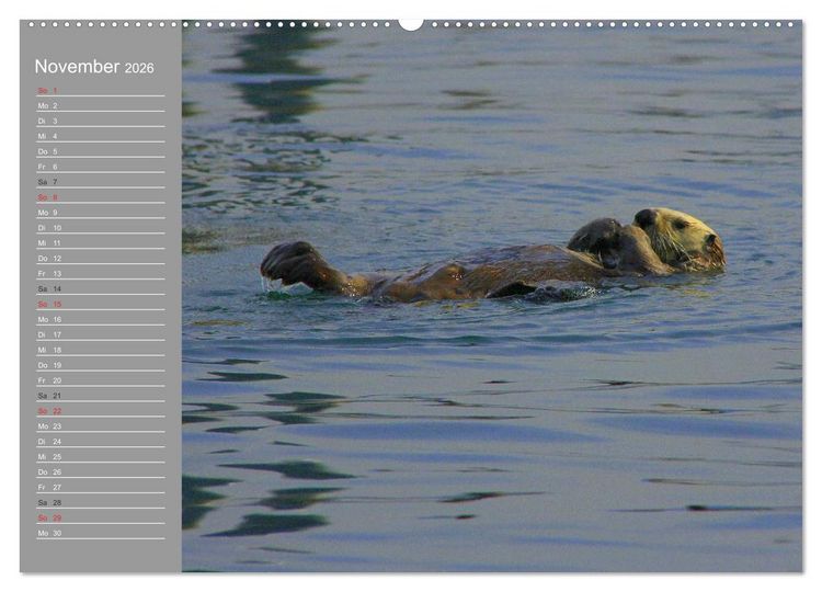 Produktbild: Otter. Frech, laut und clever (hochwertiger Premium Wandkalender 2026 DIN A2 quer), Kunstdruck in Hochglanz