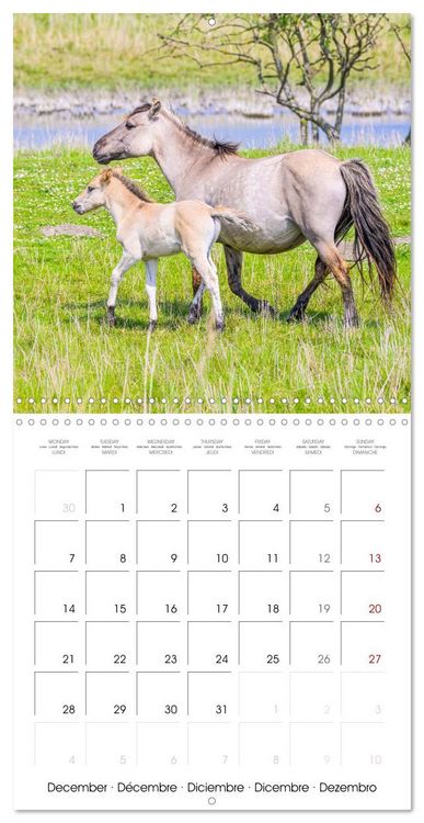 Produktbild: Konik horses (Wall Calendar 2026 12 &times; 12 Inch) CALVENDO 12 Month Wall Calendar